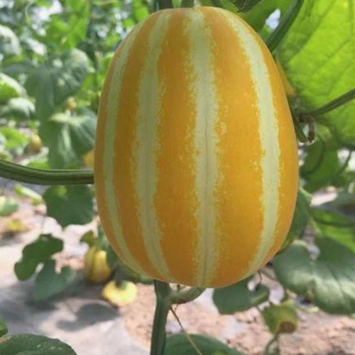 最新A片官方版现状揭秘：满足多样需求的丰富资源