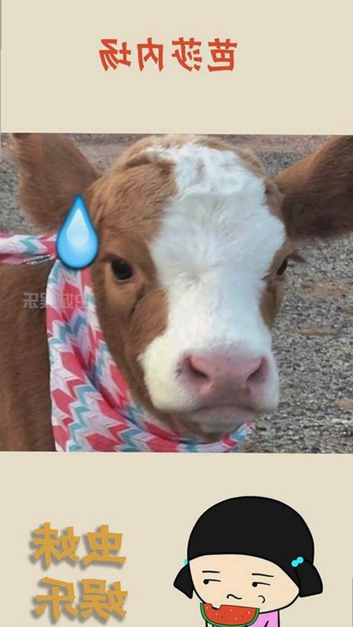 最新调色大片视频60分钟官方版正版下载，带你体验影院级调色魅力