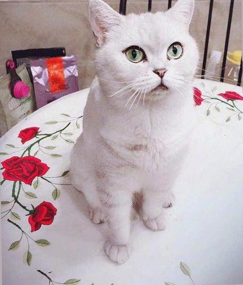 揭秘最新的狼友免费视频官方版及其相关资源现状