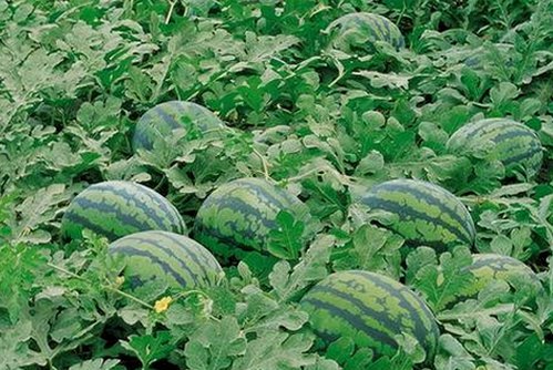 红桃影院免费观看电视剧电视剧高清与免费版：全面解析最新资源