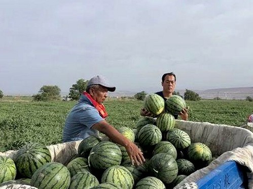 全面解析：嫩草17.c 91免费版官方版的最新动态与发展