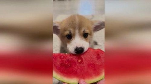 快猫v1.33.64 安卓手机版：最新版本特点与资源分享