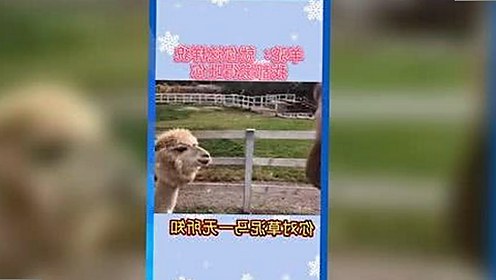 最新消息：蜜桃网官方免费版成为热门选择，满足用户多样需求