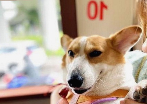 探索麻豆网站免费版：最新内容与资源介绍