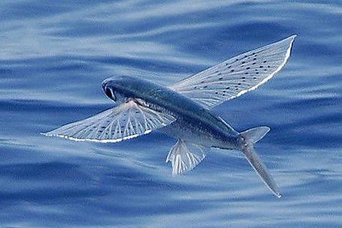 爱液官方网站免费版下载：最新资源与使用指南