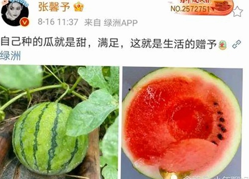 西瓜视频免费官方版下载：掌握最新影视资源的便捷途径