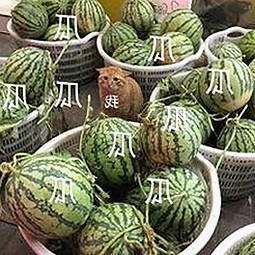 深入探讨：小🐔🐔伸进🈲18网站官方版的现状与争议