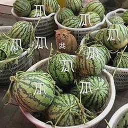 探索18+触摸互动游戏+黄油苹果免费版下载的最新动态与玩法