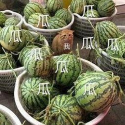 探索东莞市热点：蜜桃网官方免费版的最新动态与应用指南