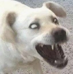 全面解析：黄色软件下载免费官方版的最新动态与资源推荐