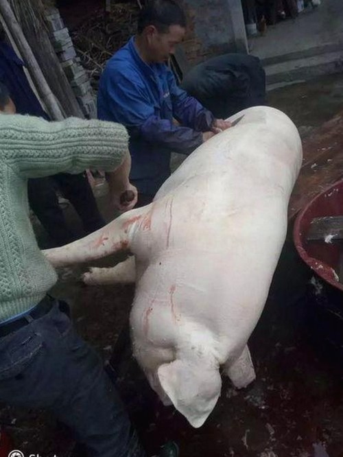 最新分析：18馃埐官方版下载免费版引领行业新风尚