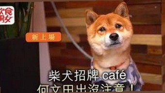 北海市用户关注：高清乱码免91官方版带来的最新动态