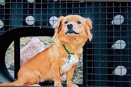 轻松获取菠萝TV免费版下载，畅享多样视频资源