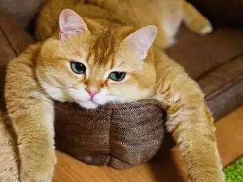 最新曝光：狼友免费视频官方版带你畅享高清在线看体验