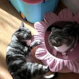 最新日批视频免费版带你了解娱乐圈背后人物动向