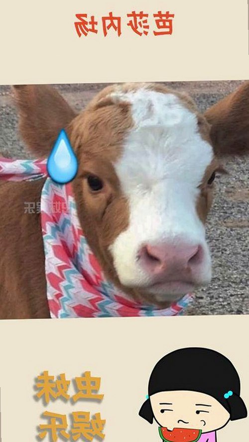 掌握最新资源：91下载官方版免费版带你畅享娱乐新体验