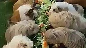 关于茄子视频官方版的现状与资源获取分析