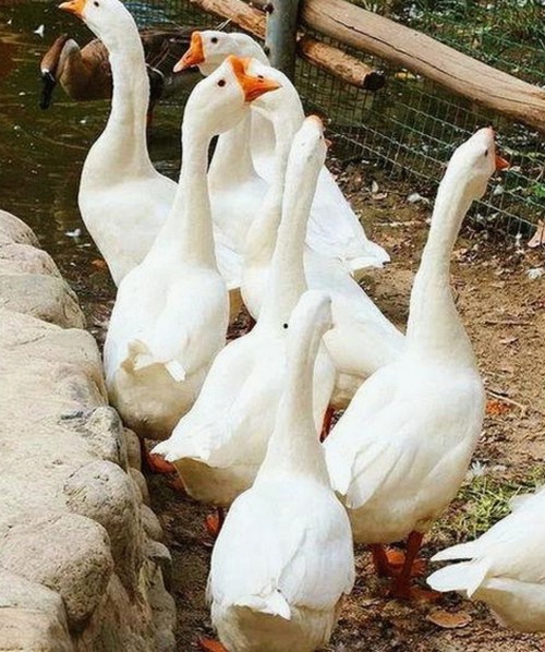 揭秘🔞🍌进去里❌❌❌17c视频免费版的最新动态与影响