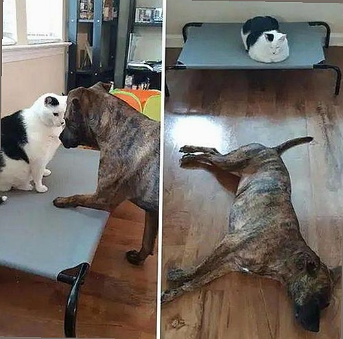 禁漫天堂下载免费版：了解最新资源获取途径