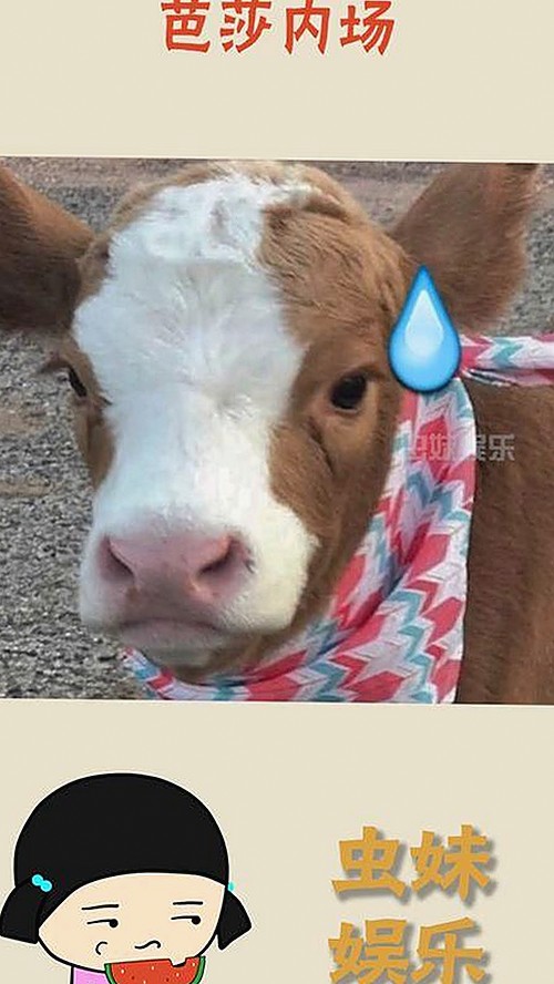 高清🈚码🔞❌♋免费菠萝视频官方版：全面解析内容丰富的平台选择