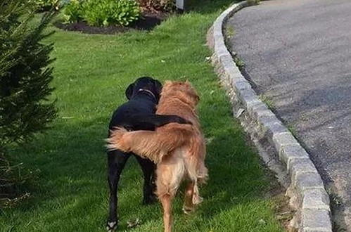 人or狗dna与猪ordna的配合与防治官方版：科学研究与应用新突破