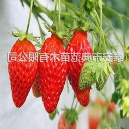 厦门市用户体验：如何使用桔子视频免费版畅享高清内容