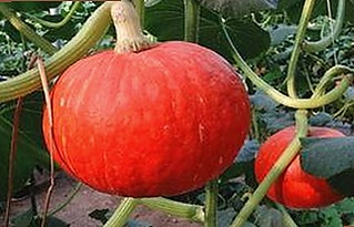 最新17·c1起草登录入口安卓版优化解析：安全流畅体验为核心