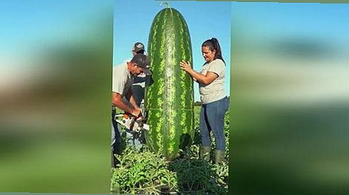 探索最新内容：豆花视频官方版带您了解江门市的热门资源