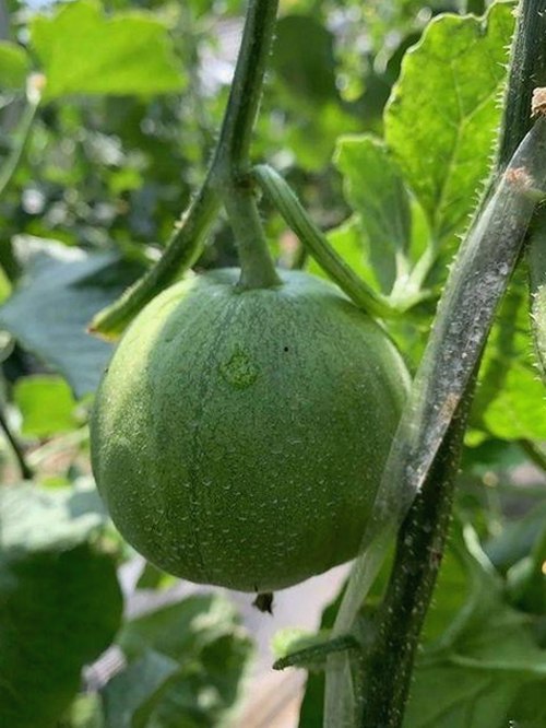 91香蕉视频官方版：抚顺市用户体验与内容丰富度分析