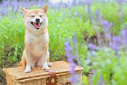 黑料 官网与免费版：最新使用指南与资源介绍