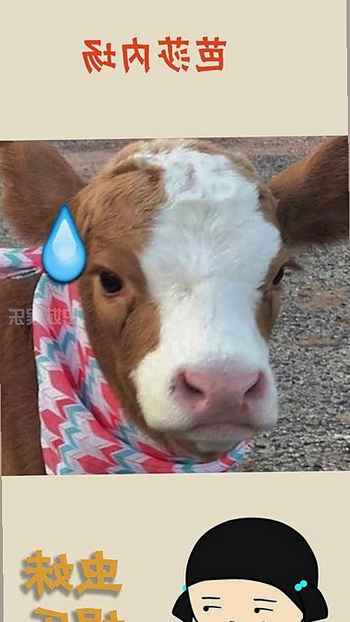 揭秘人动物高清免费观看普通话官方版：从娱乐到法律的反差体验