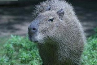 91n官方版：最新版本介绍及相关资源下载指南