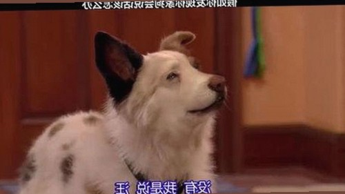 克拉玛依市用户关注：免费黄色官方版免费版的最新动态分析