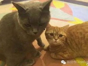 红桃视频免费版：娱乐圈幕后揭秘与优质资源推荐