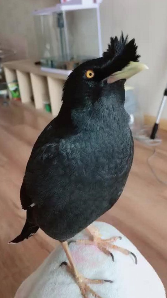 最新消息：菠萝TV官方版持续优化，用户体验大幅提升