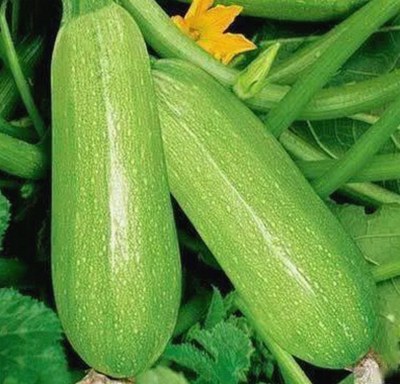 香蕉视频官方版：探索西部娱乐新动态