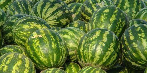 探索樱桃视频官方版下载：提升视听体验的关键选择