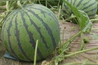爱液官方安装包下载：满足你的多样需求