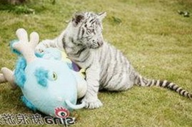 高清🈚码🔞❌♋免费菠萝视频最新版下载：三沙市相关内容解析