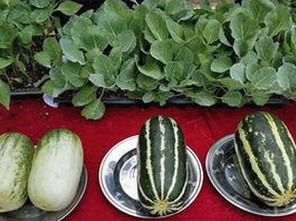 www91终极手册：中山市用户的全面指南