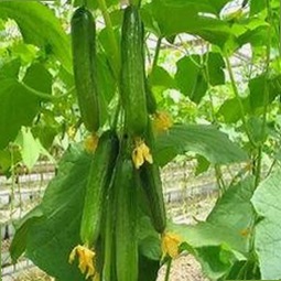 探索白银市新趋势：高清🈚码🔞❌♋免91最新版下载引发关注